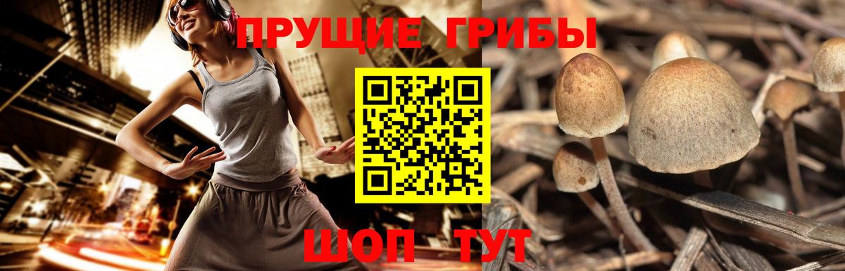 Бердск  Псилоцибиновые грибы ЛСД  Вход с VPN 